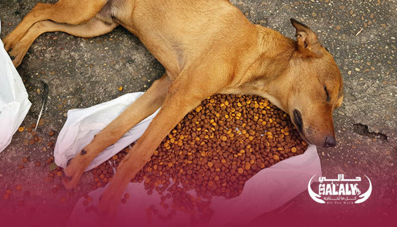 Do not Free-Feed your dog…. Here is why.